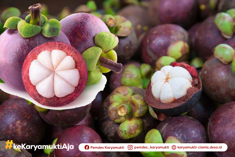 Pesona Buah Manggis Karyamukti